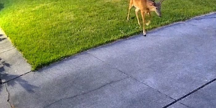 Actual ColorX night footage: a deer on a lawn in full color with no lamp